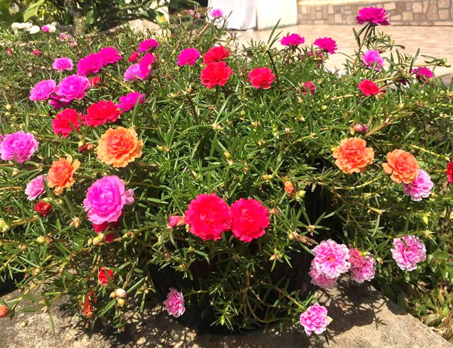 Double Mix Moss Rose Succulent - Image 6