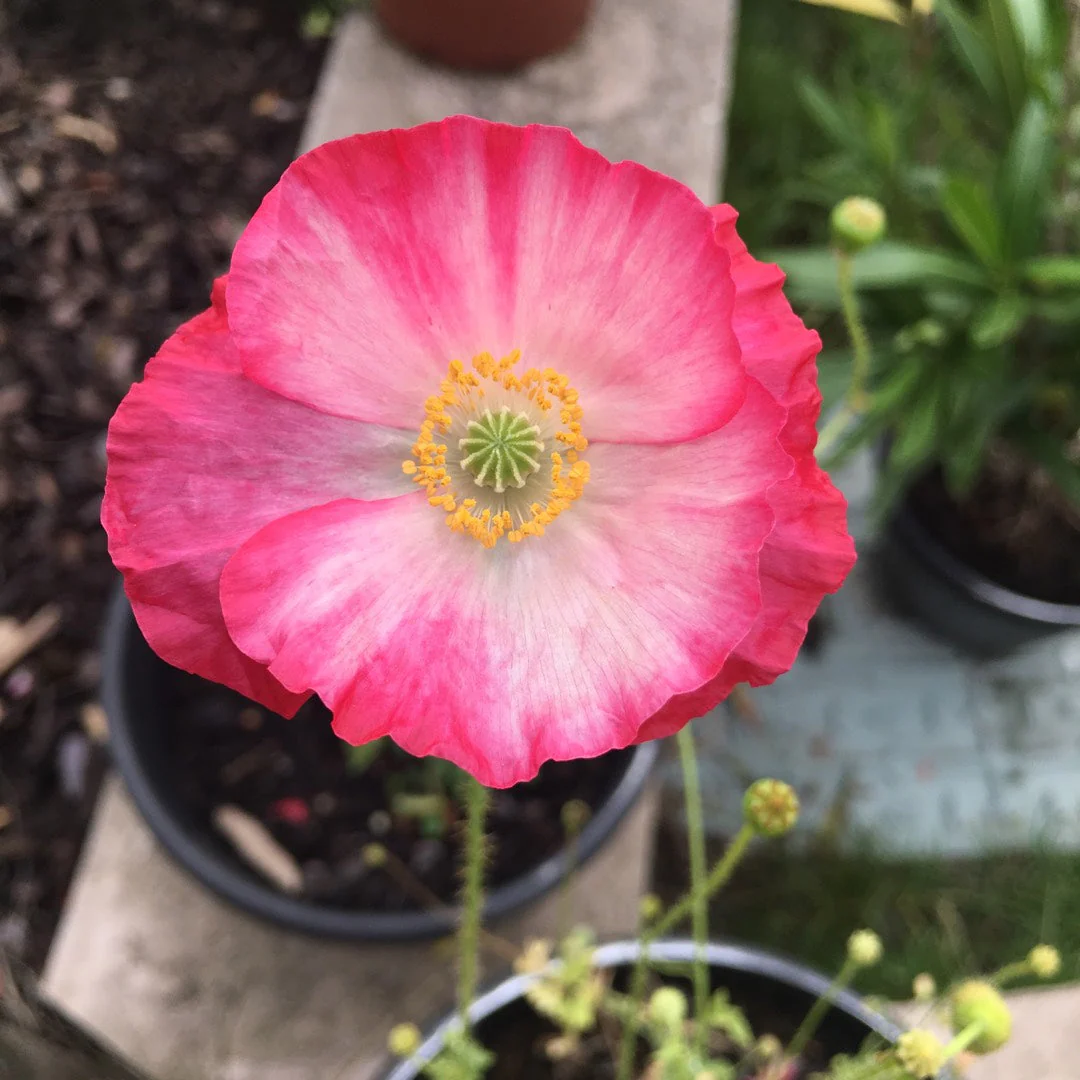 Double Mix Shirley Poppy - Image 6