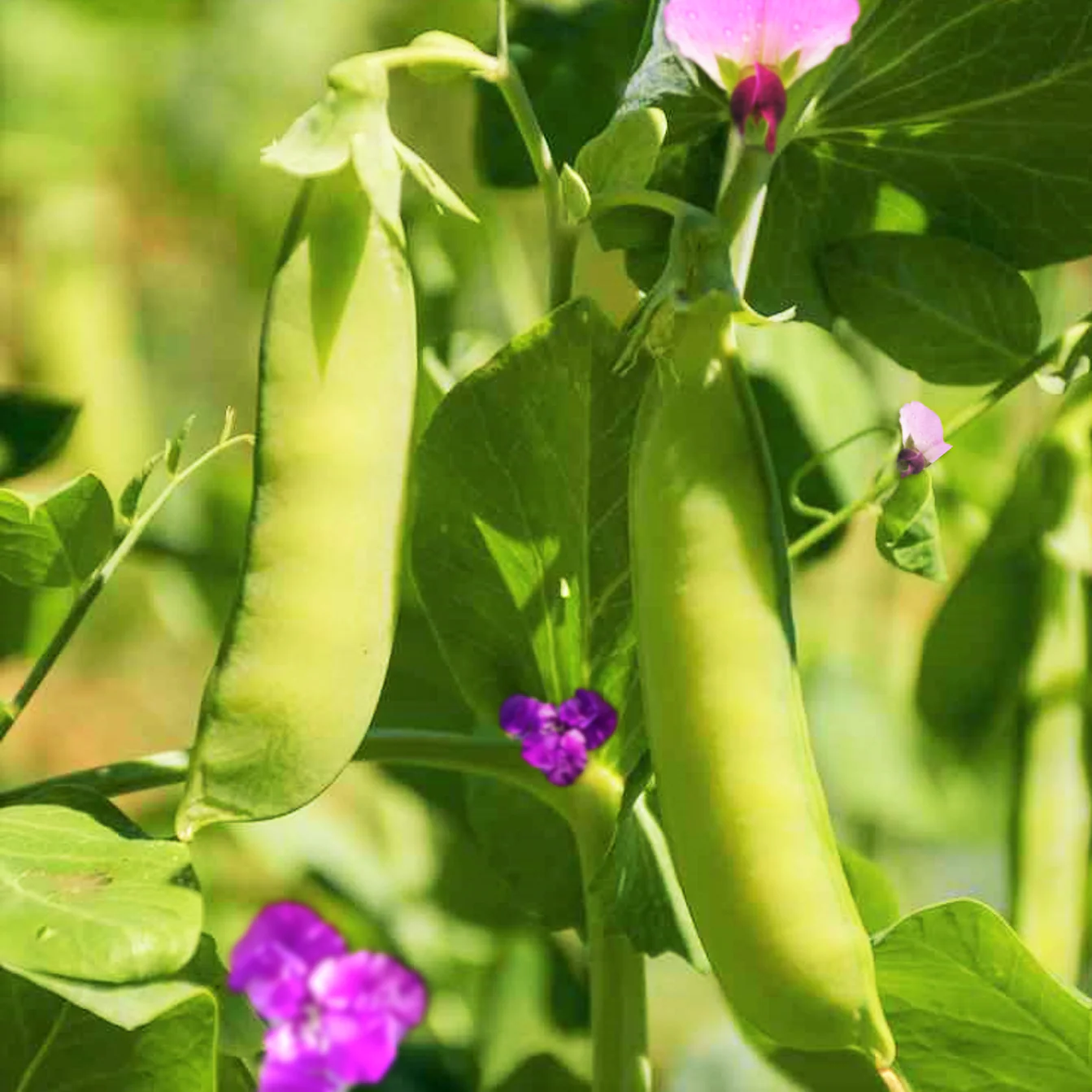 Dwarf Grey Sugar Pod Snow Pea