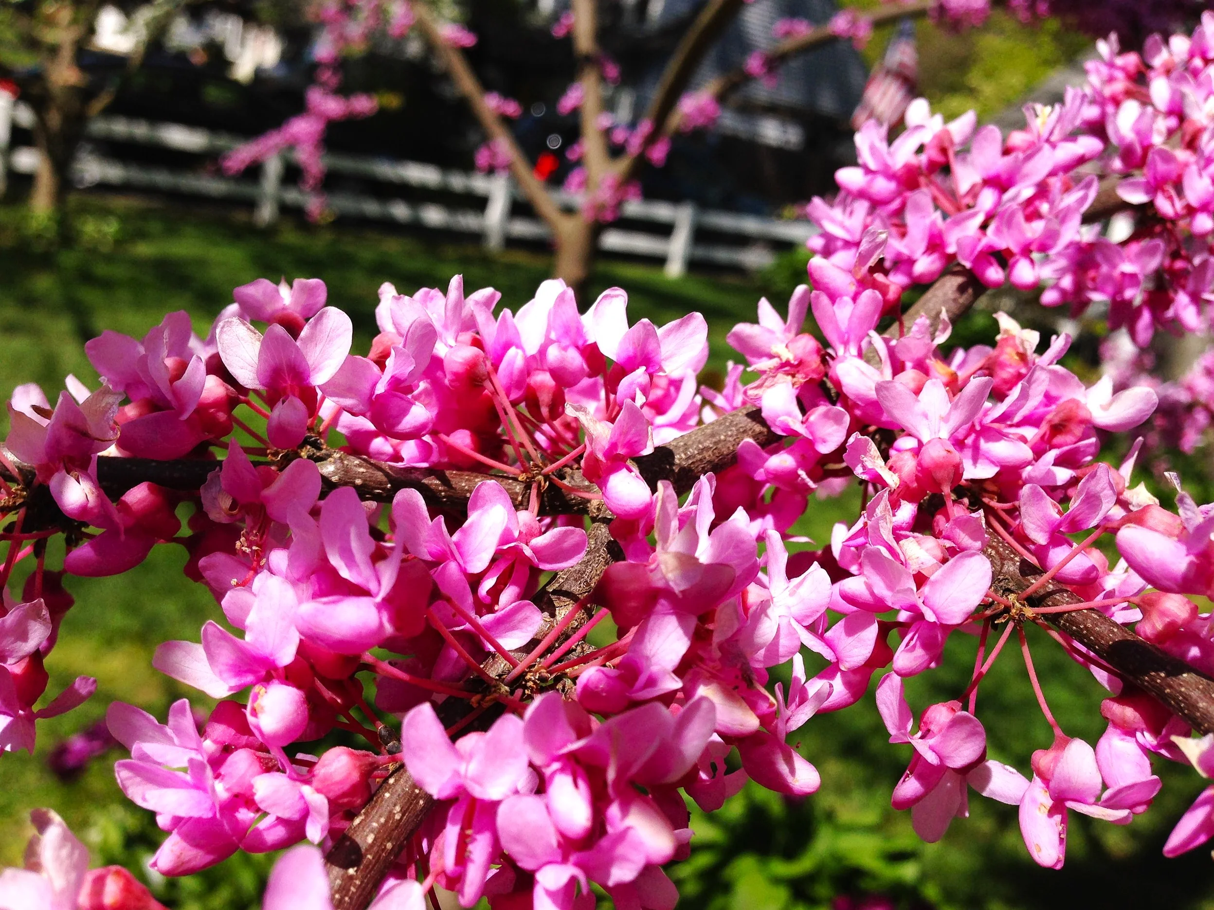Eastern Redbud Tree - Image 9