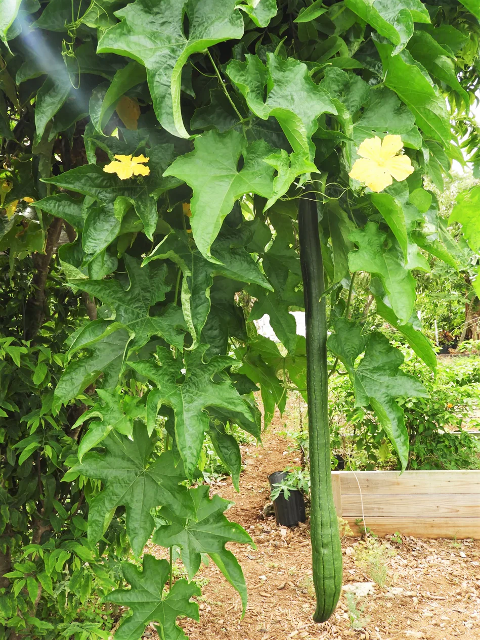 Emerald Smooth Luffa Gourd - Image 2