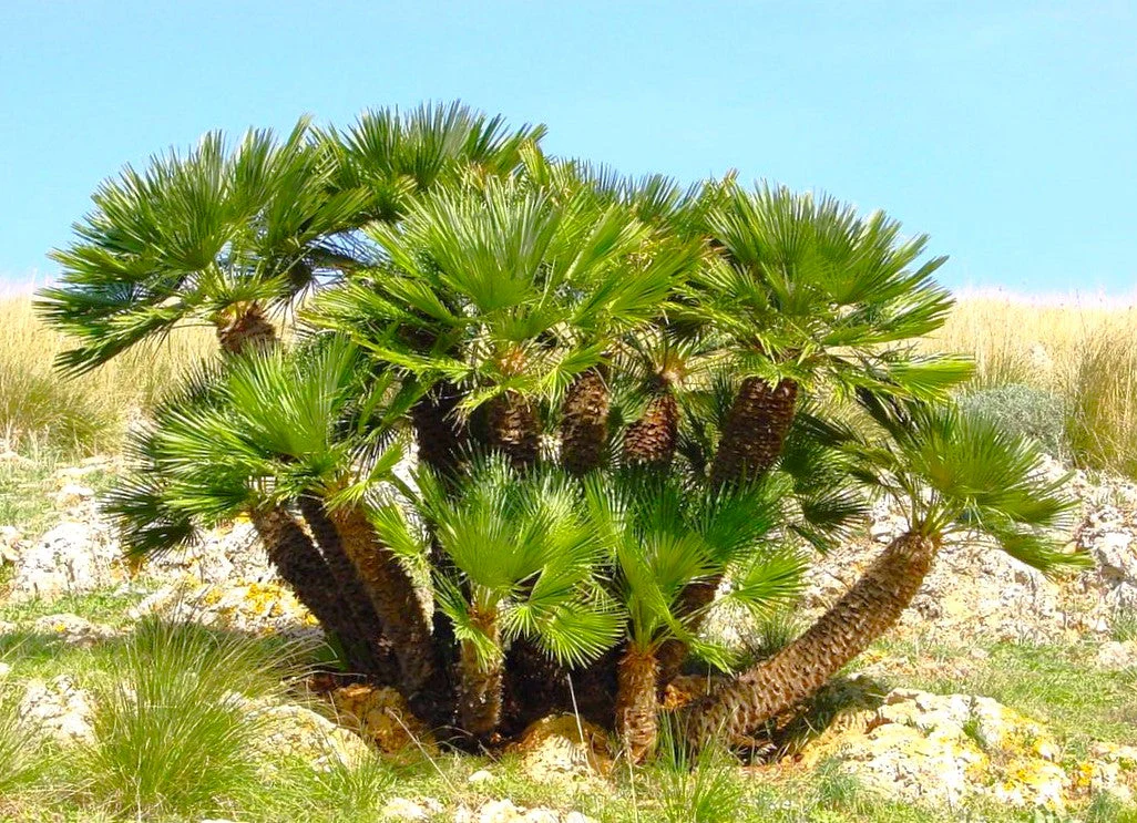 European Fan Palm Tree - Image 3