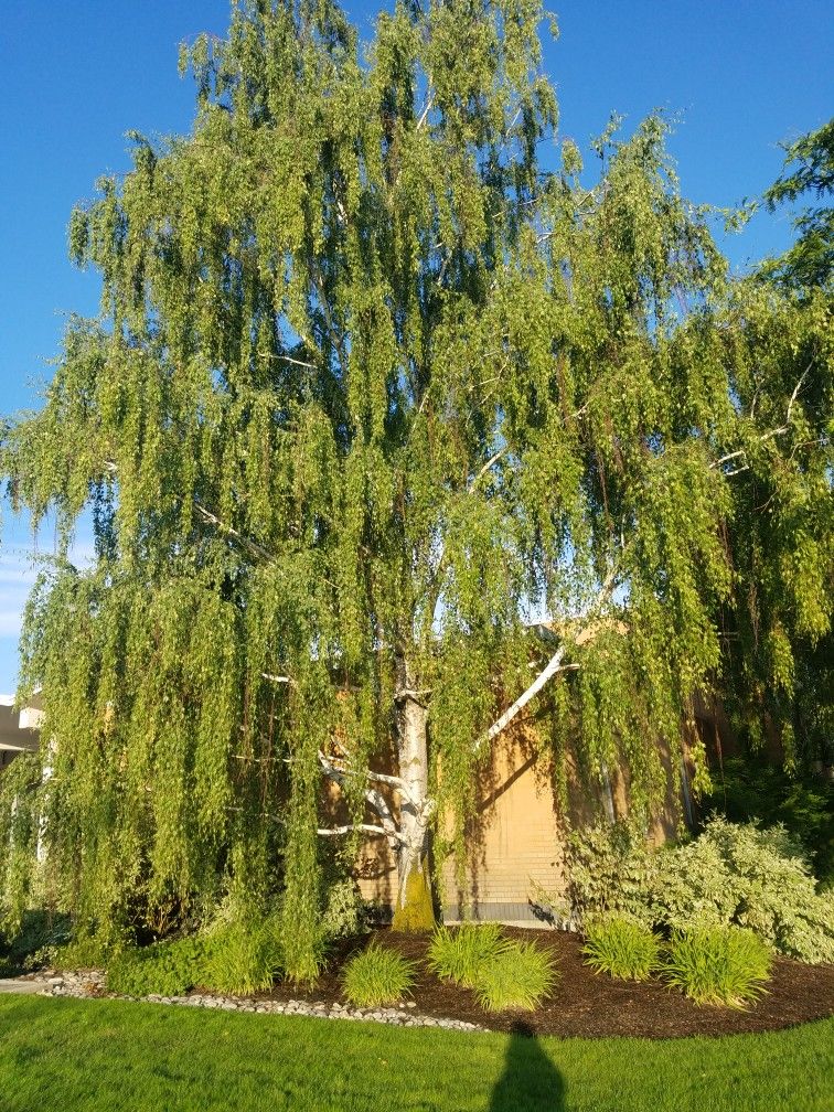 European White Birch Tree - Image 3