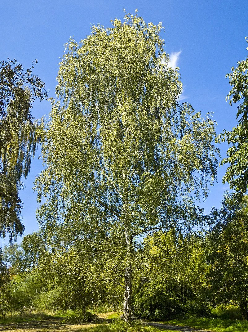 European White Birch Tree - Image 4