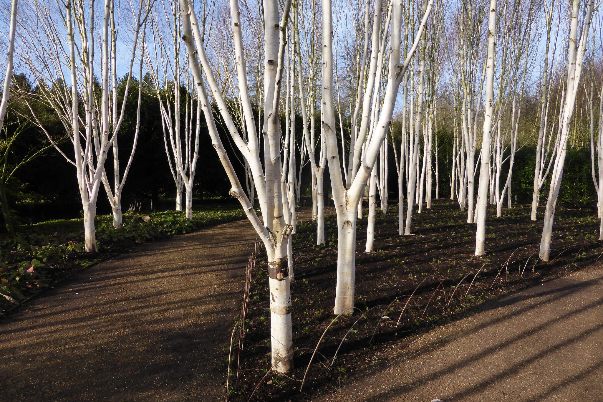 European White Birch Tree - Image 5