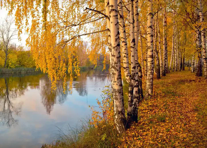 European White Birch Tree - Image 6
