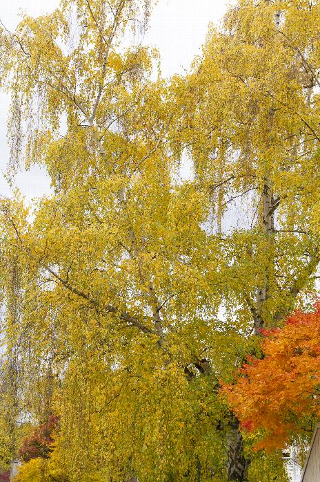 European White Birch Tree - Image 7