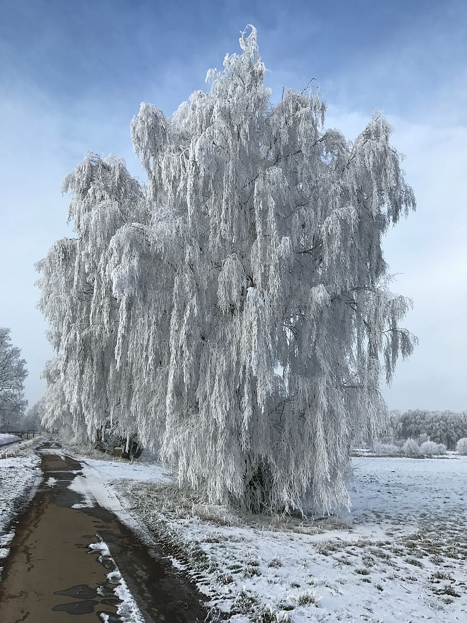 European White Birch Tree - Image 8
