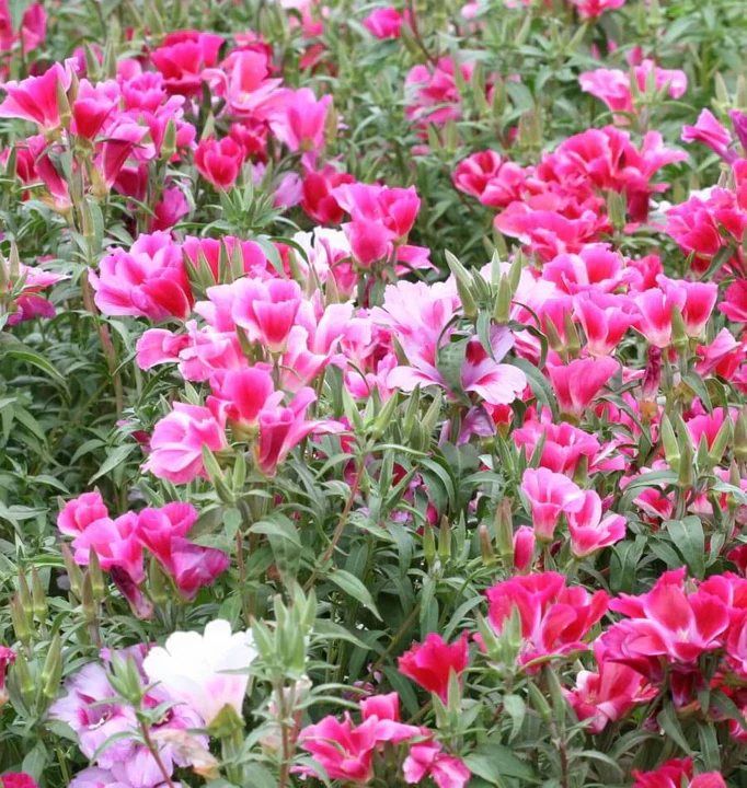 Farewell to Spring Godetia - Image 3