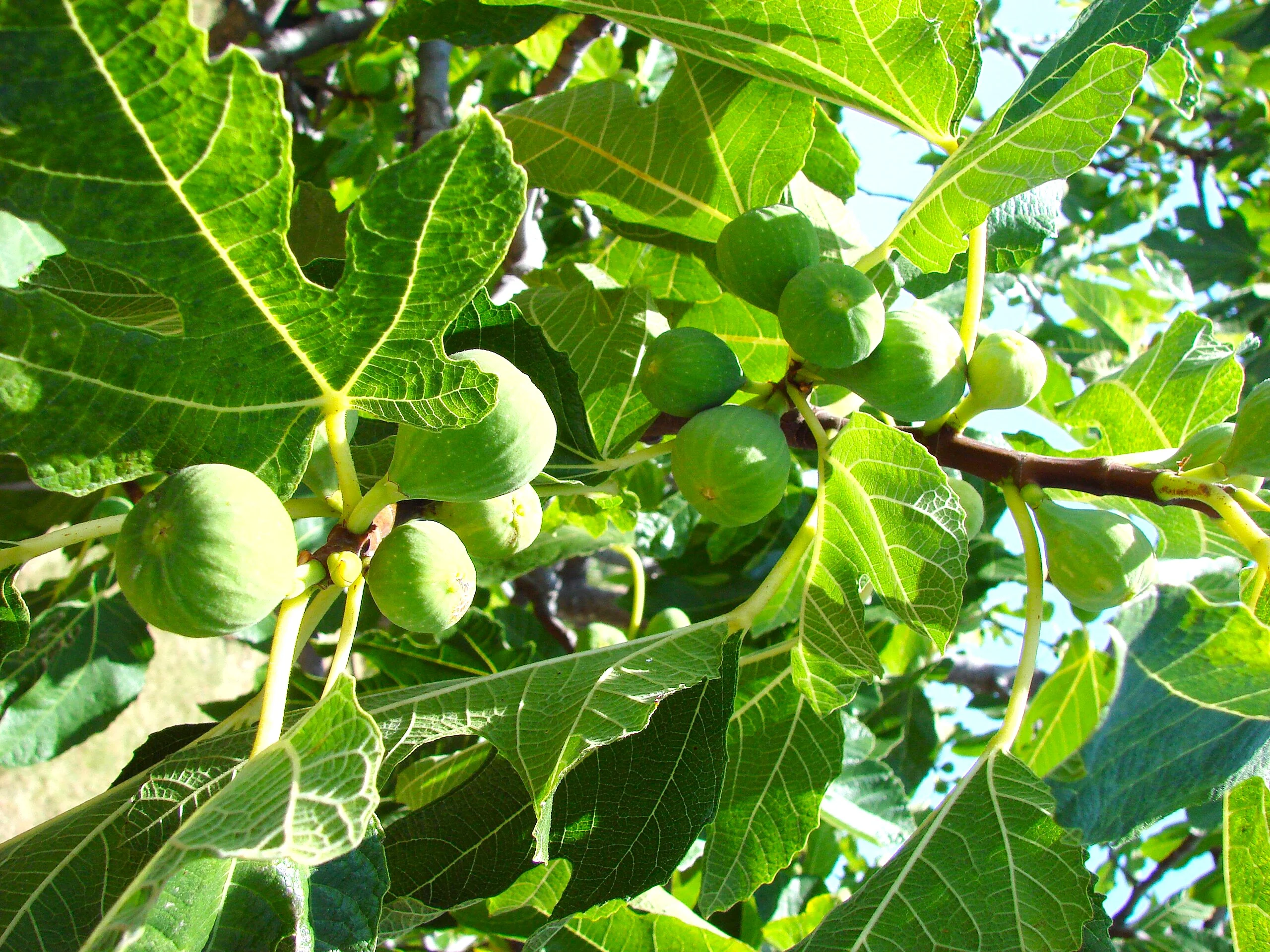 Fig Tree - Image 7
