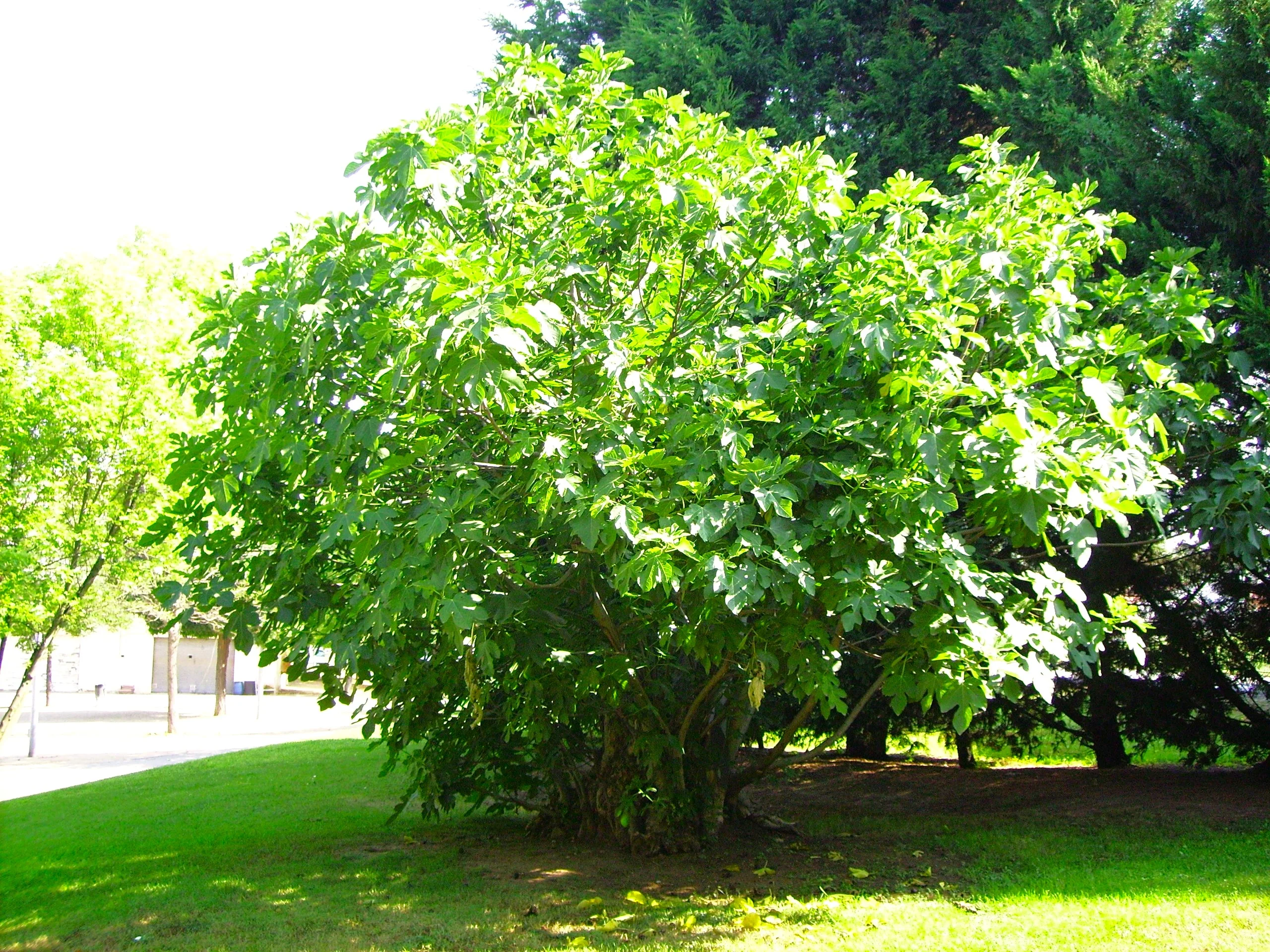 Fig Tree - Image 8