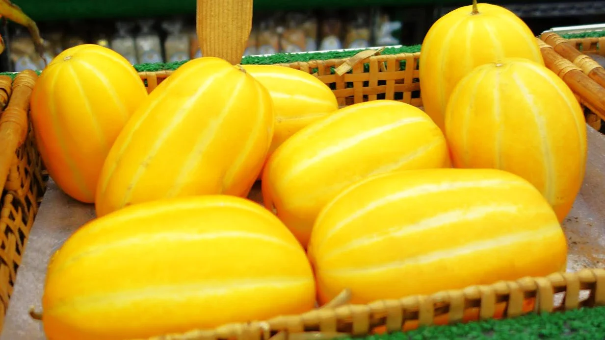 Golden Giant Korean Melon - Image 4