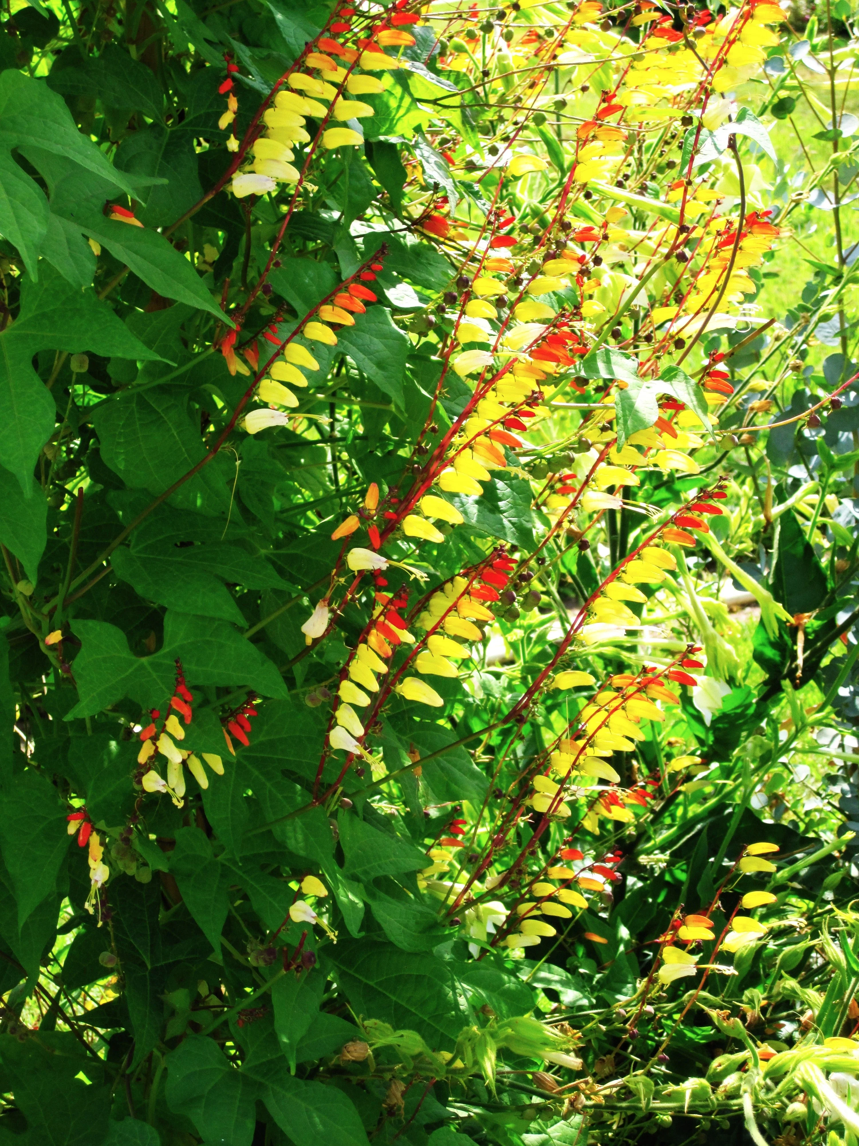 Firecracker Vine - Image 5