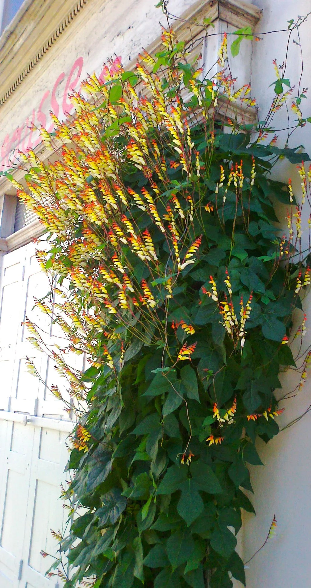 Firecracker Vine - Image 7