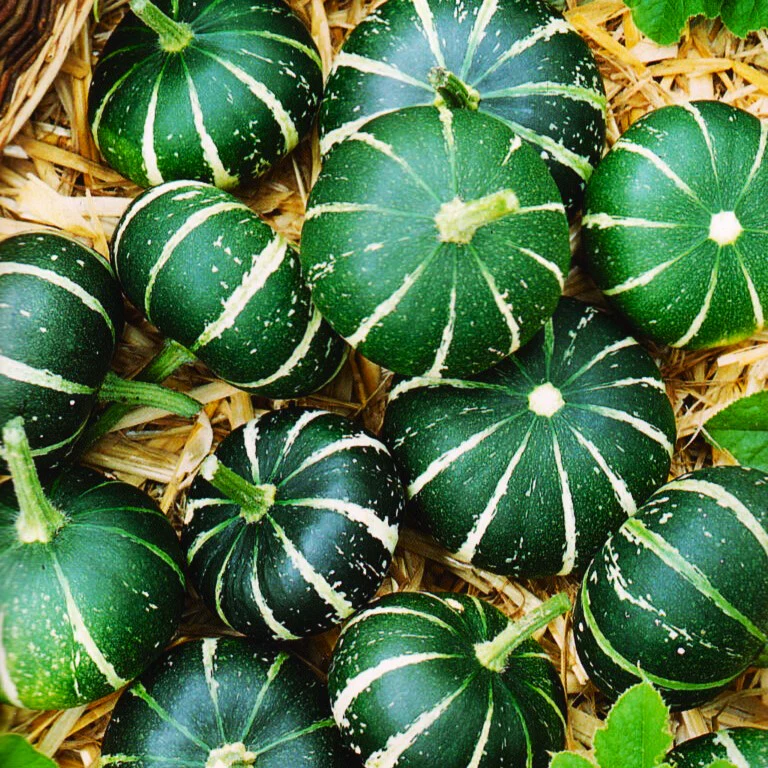 Flat Striped Ornamental Gourd - Image 3