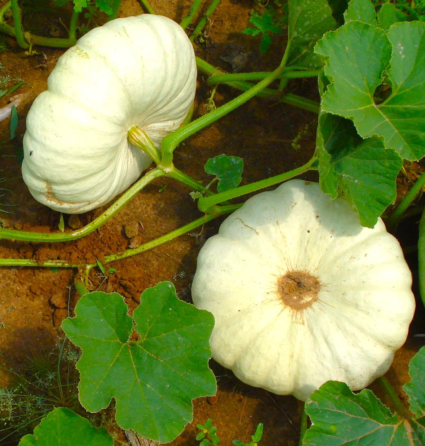 Flat White Boer Pumpkin - Image 3