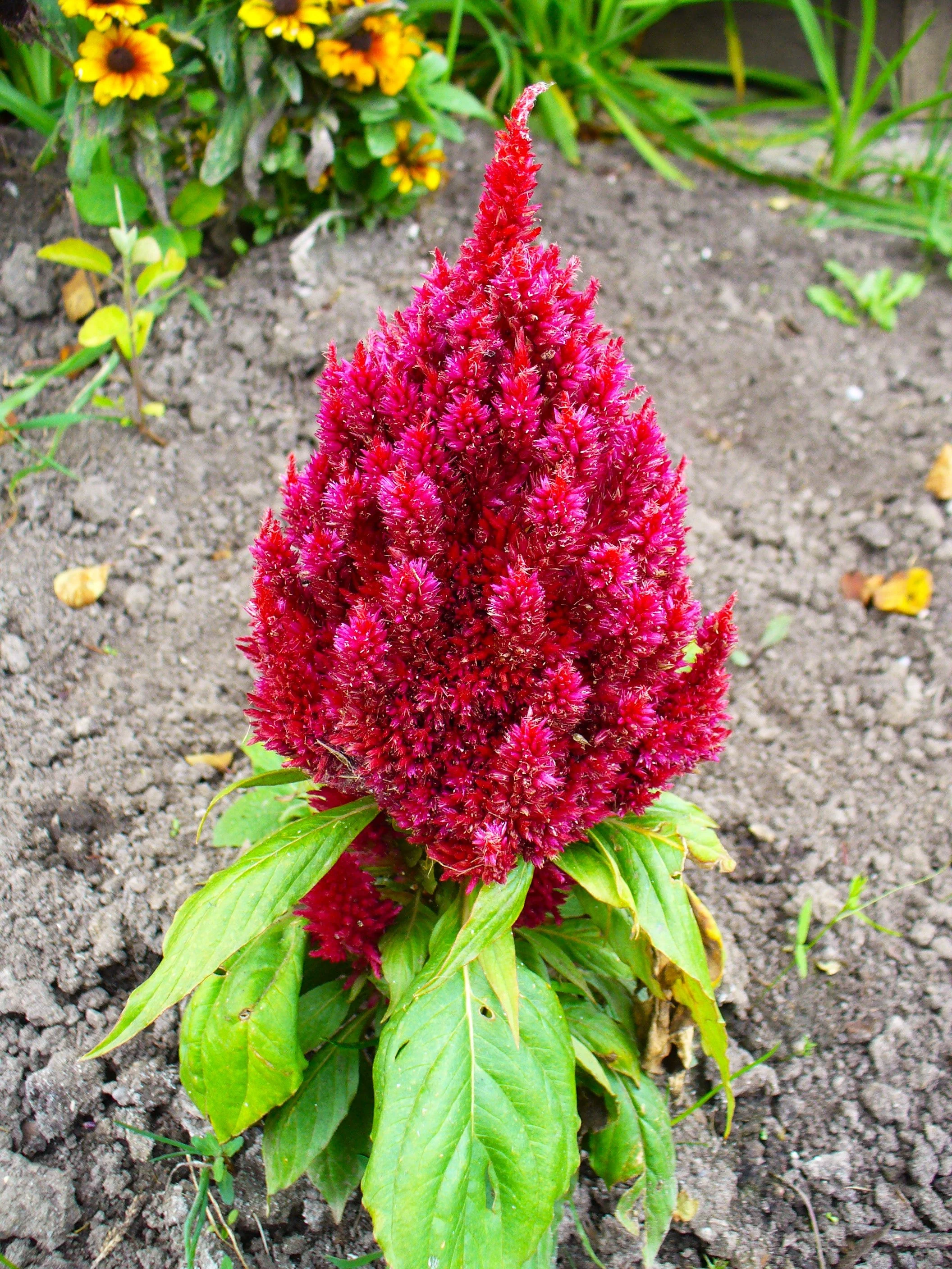 Forest Fire Celosia - Image 3