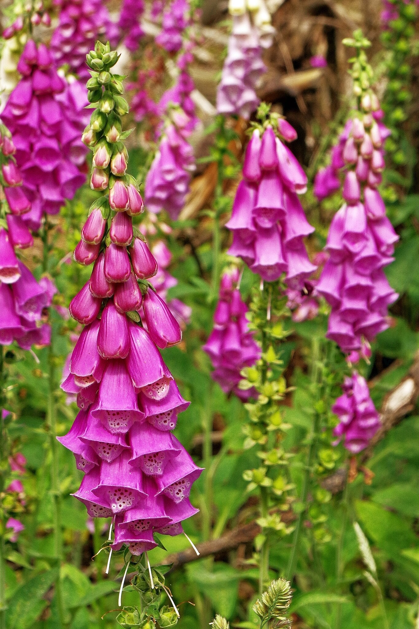 Foxglove - Image 4
