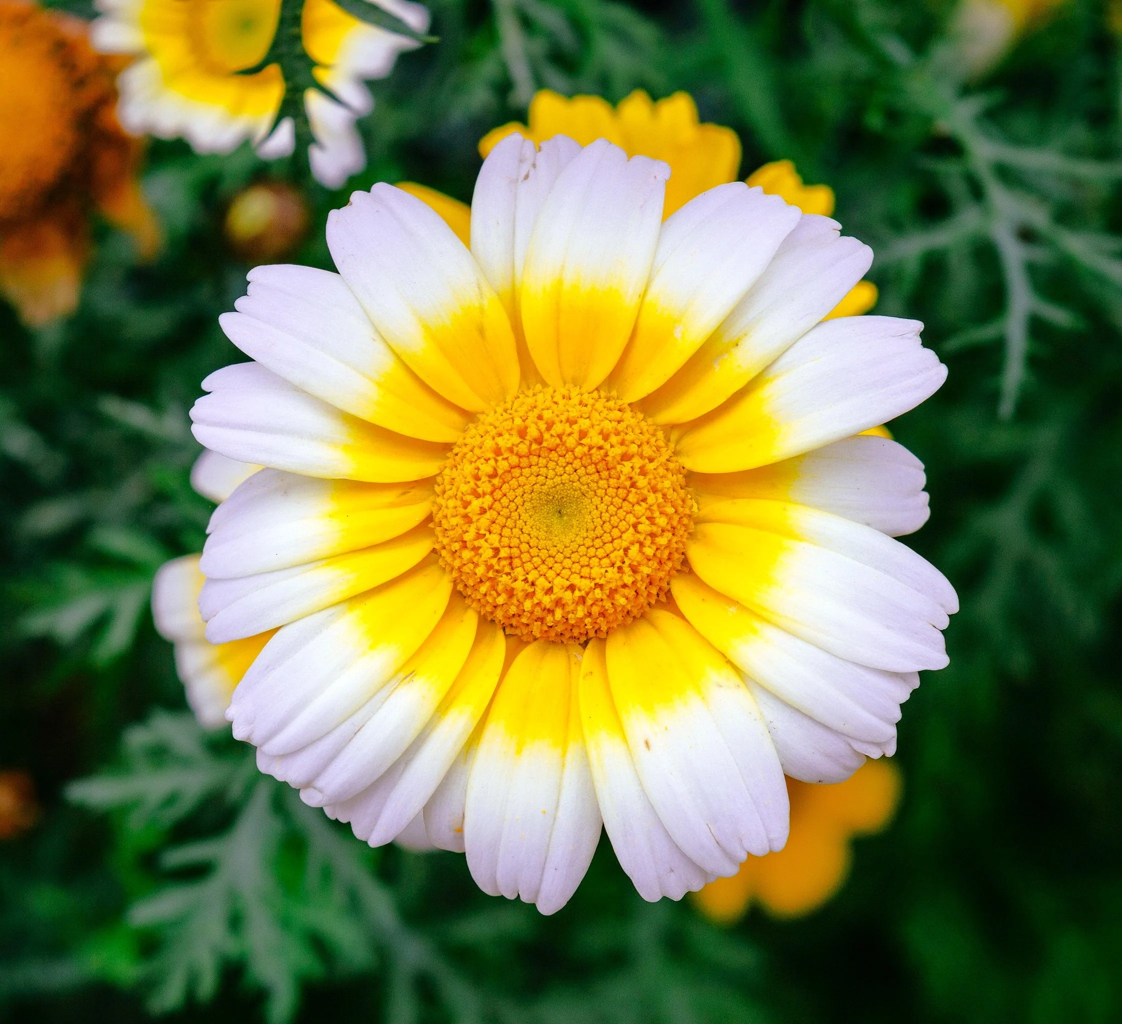 Garland Crown Daisy - Image 9