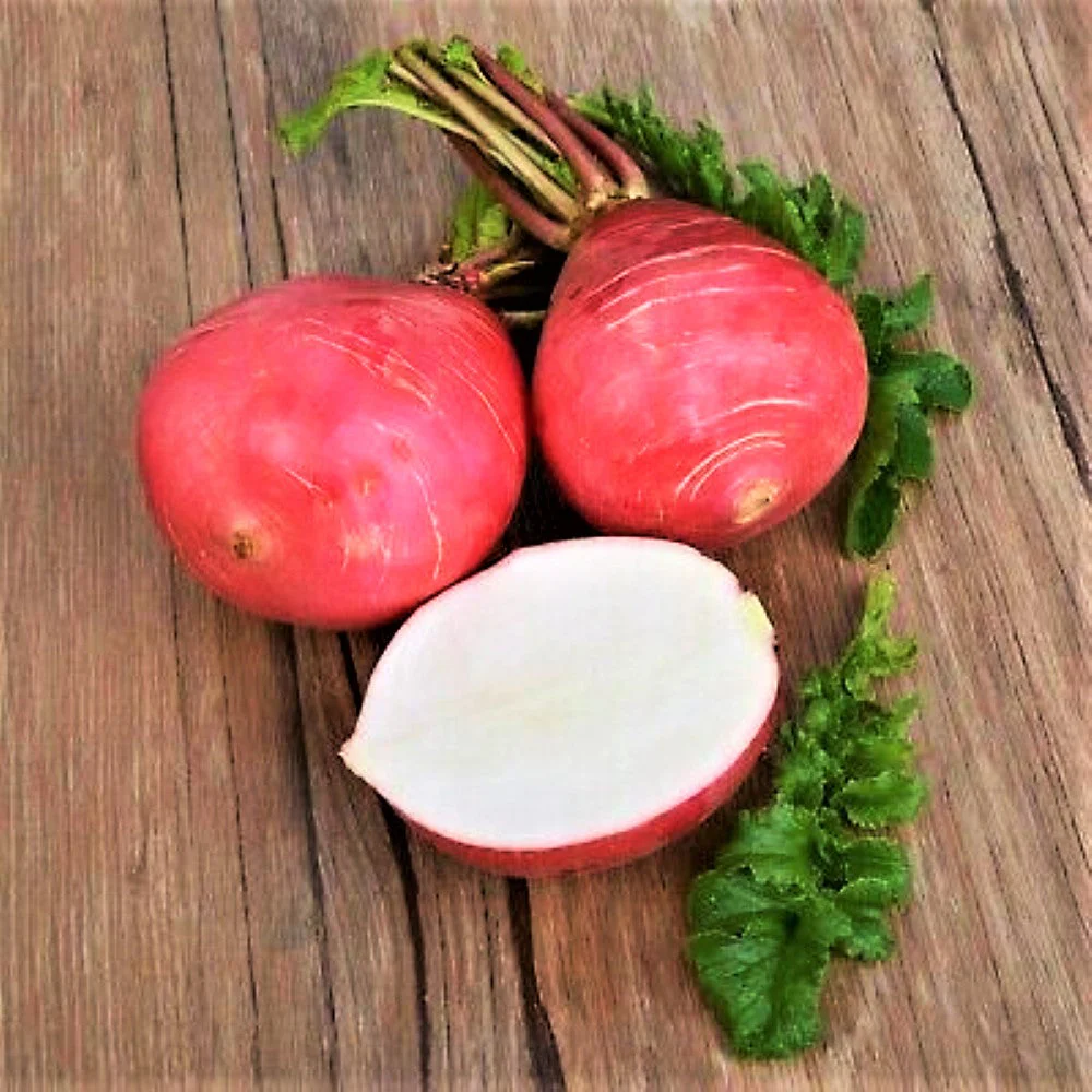 German Giant Radish - Image 5