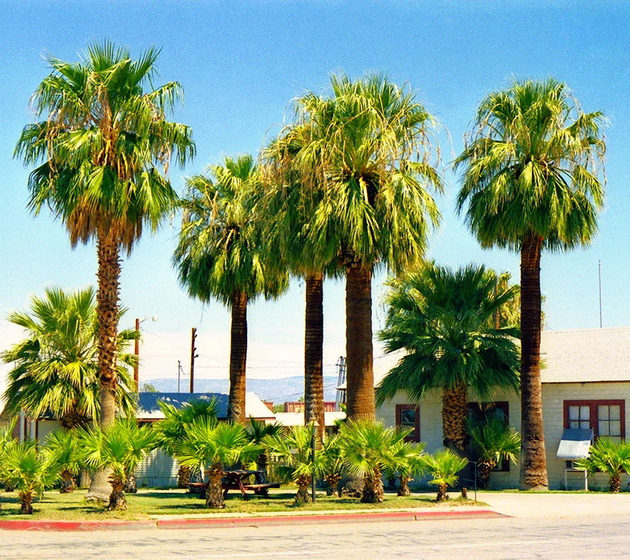 Giant California Palm Tree - Image 6