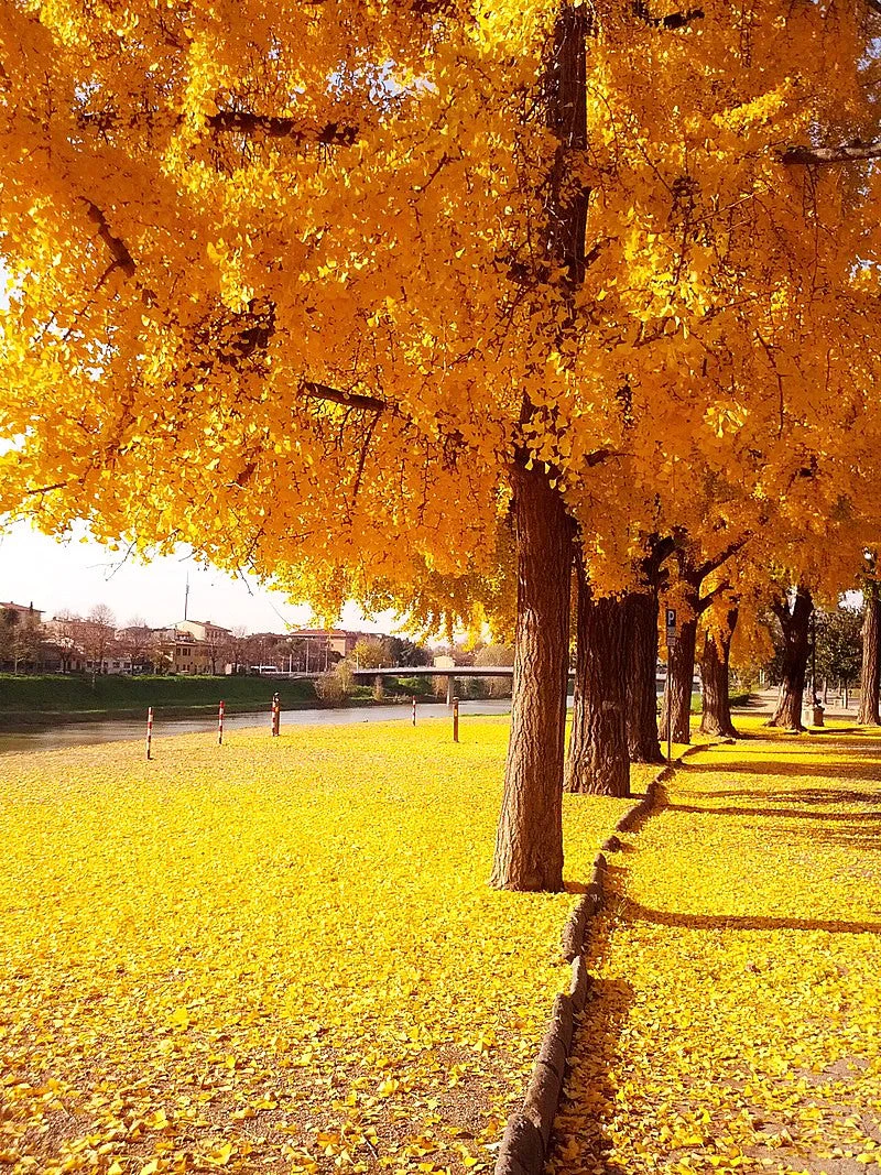 Ginkgo Biloba Tree - Image 3