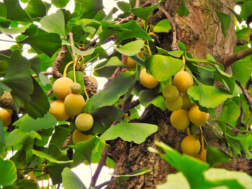 Ginkgo Biloba Tree - Image 4