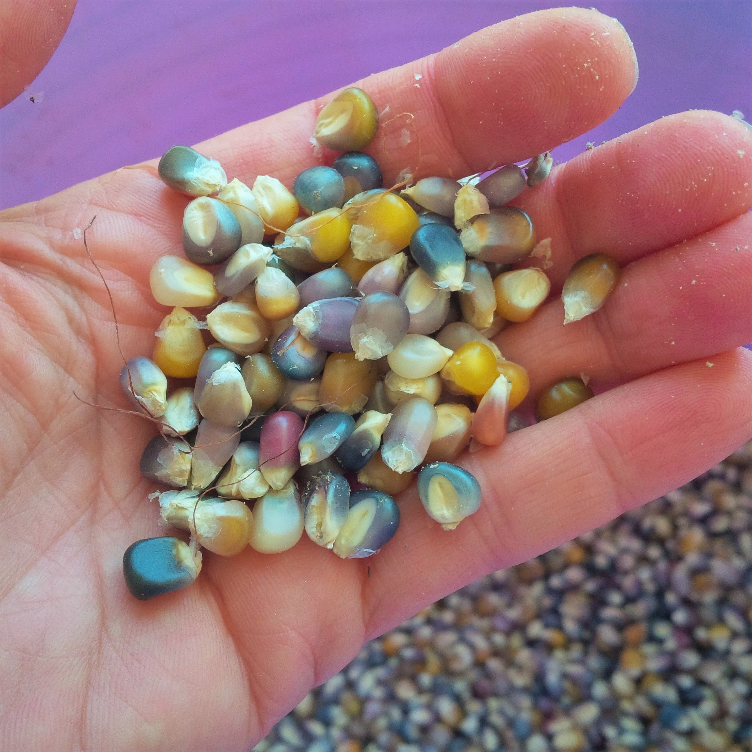 Glass Gem Ornamental Corn (USDA Organic) - Image 4