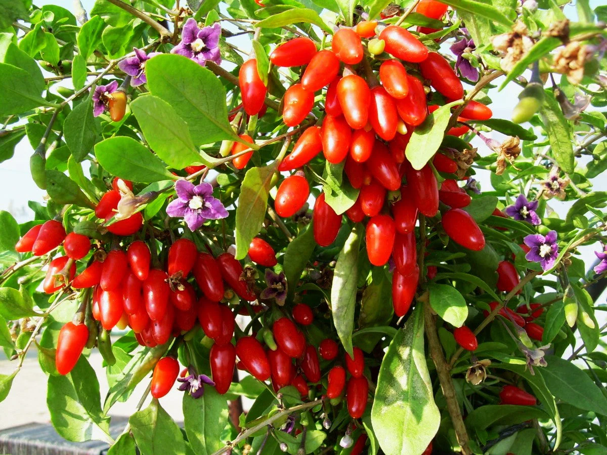 Goji Berry Tree - Image 3