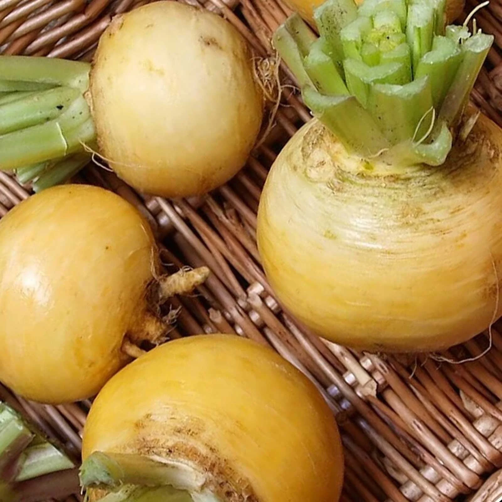 Golden Ball Turnip - Image 3