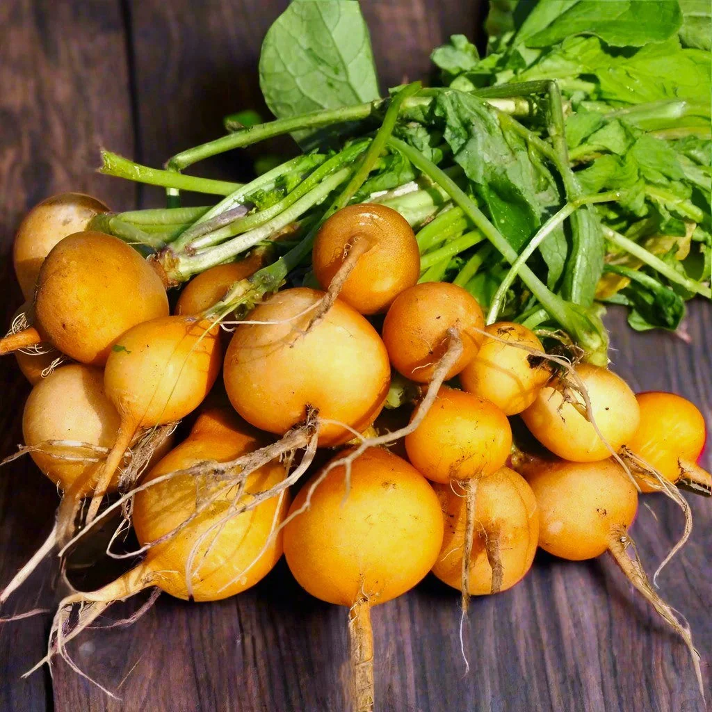 Golden Helios Radish - Image 2