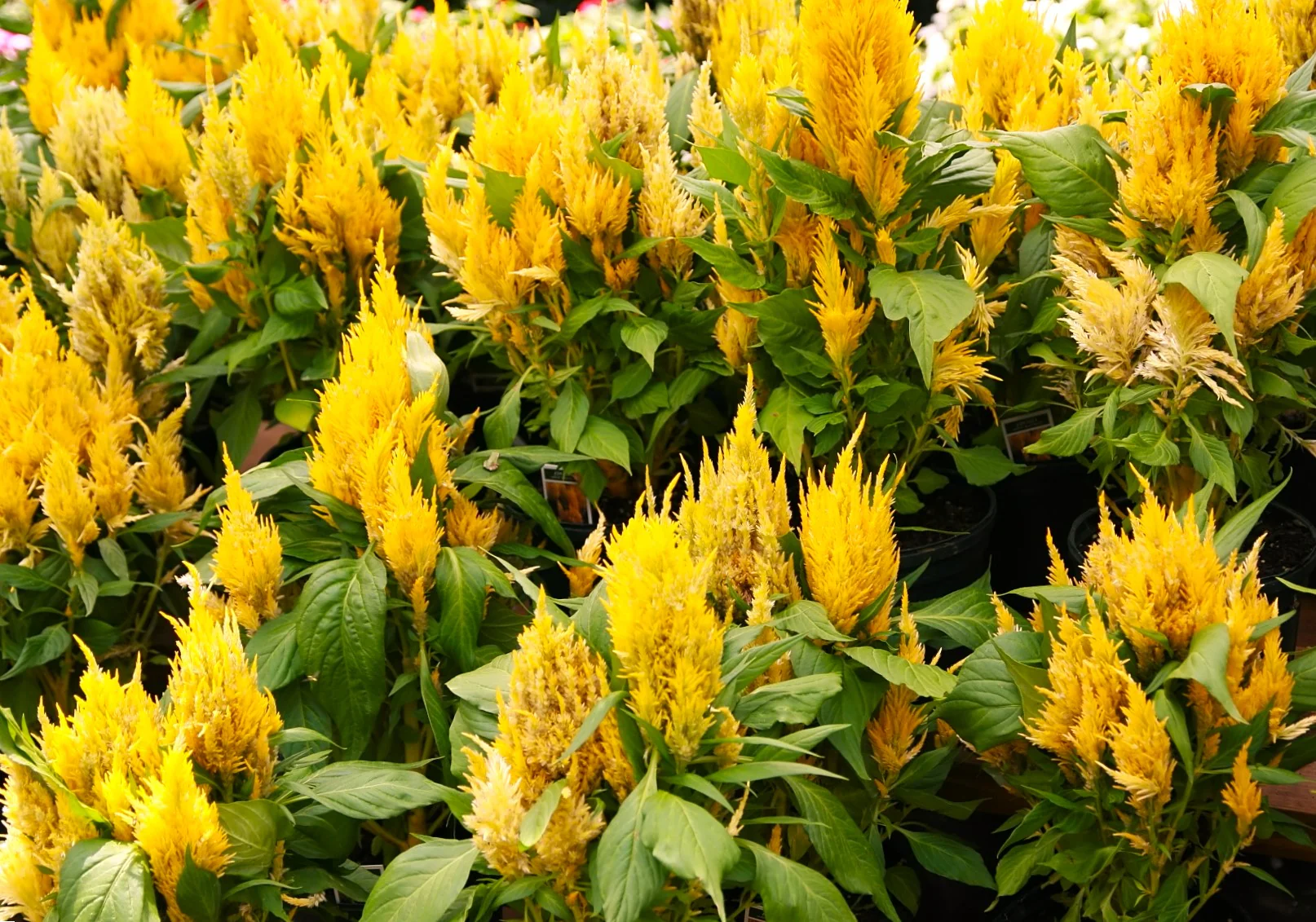 Golden Plume Celosia - Image 2