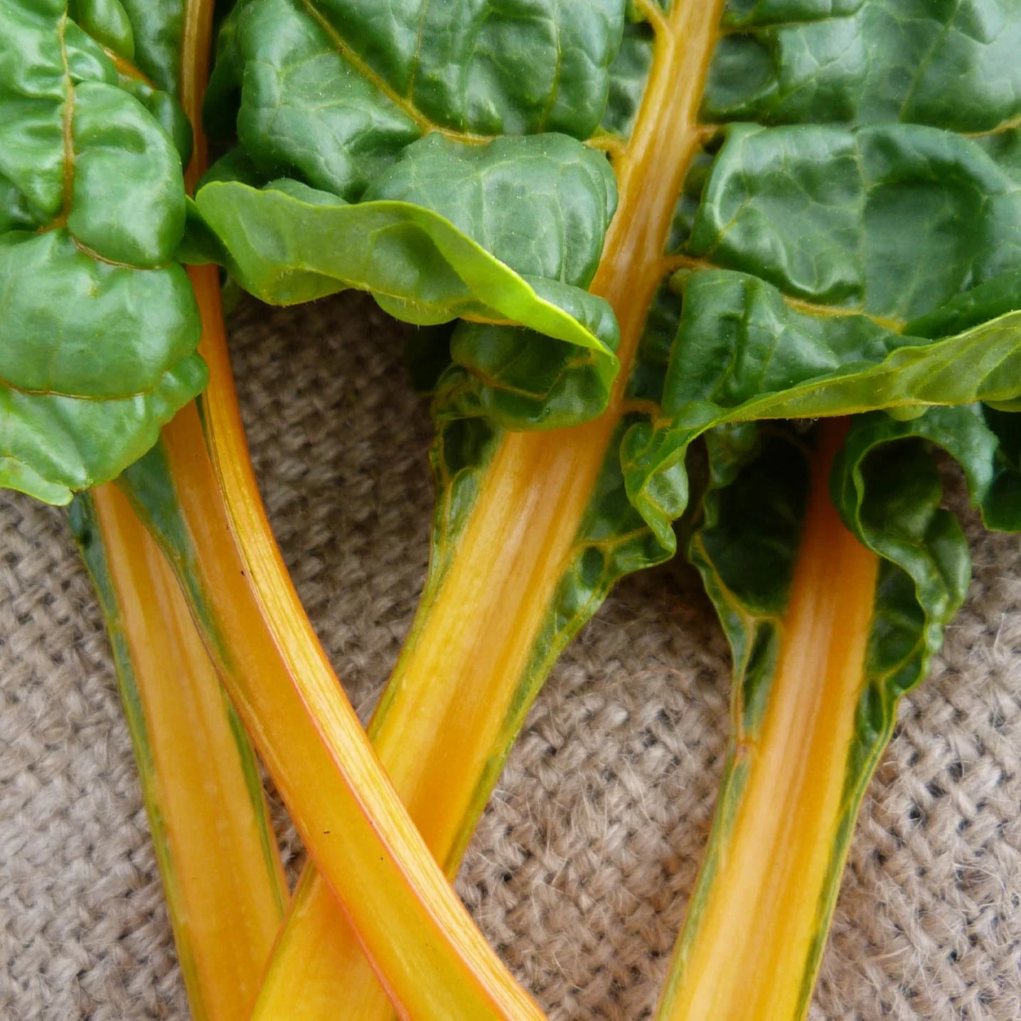 Golden Sunrise Swiss Chard - Image 3