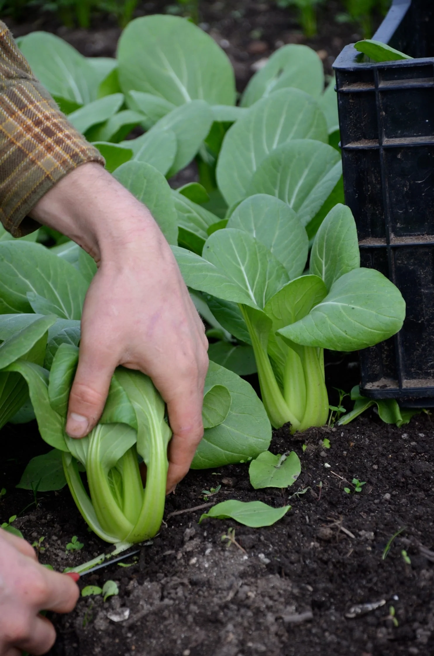 Lu Xiu Green Stem Shanghai Bok Choy - Image 4