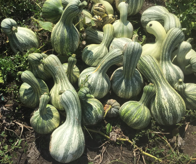 Green Striped Cushaw - Image 4