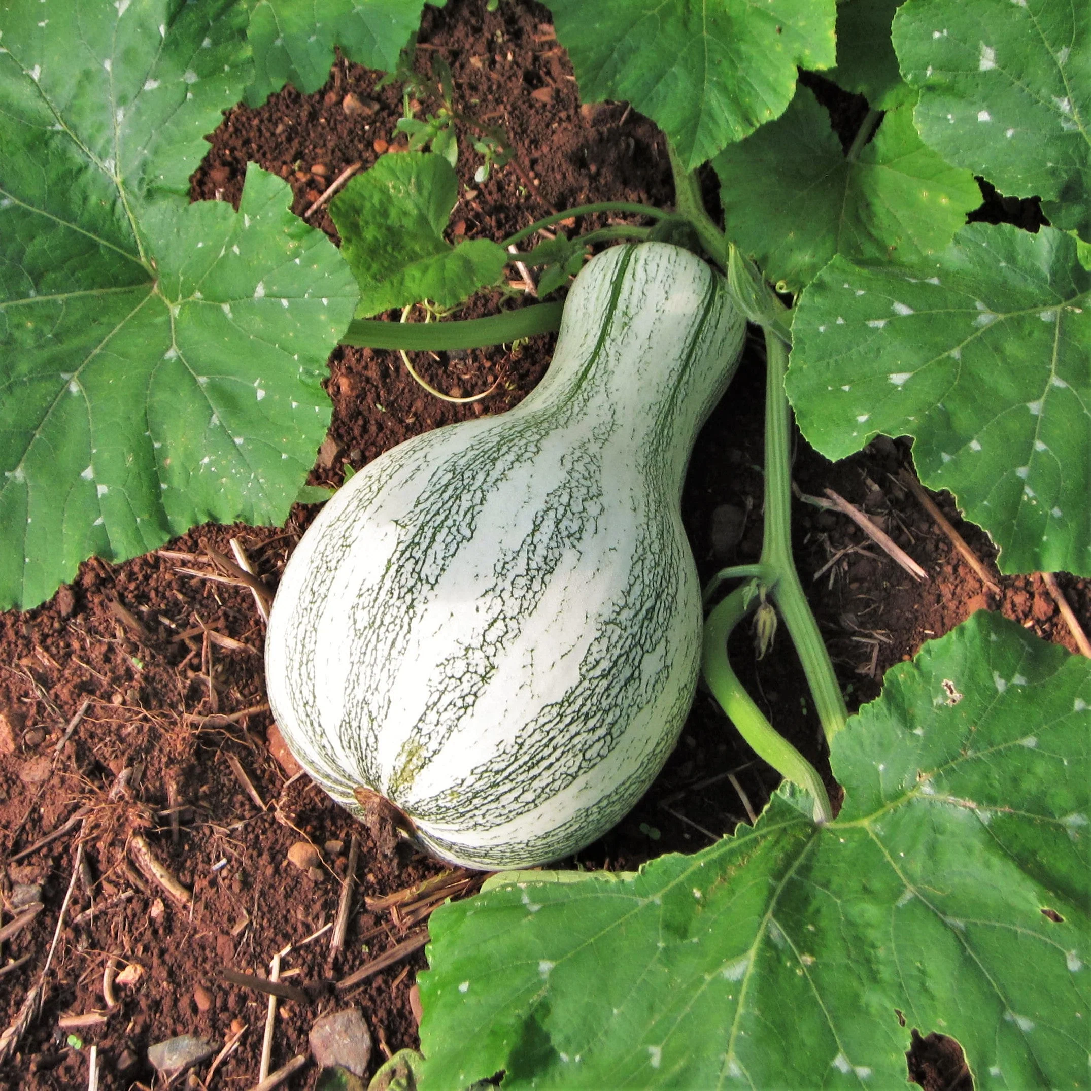 Green Striped Cushaw - Image 5