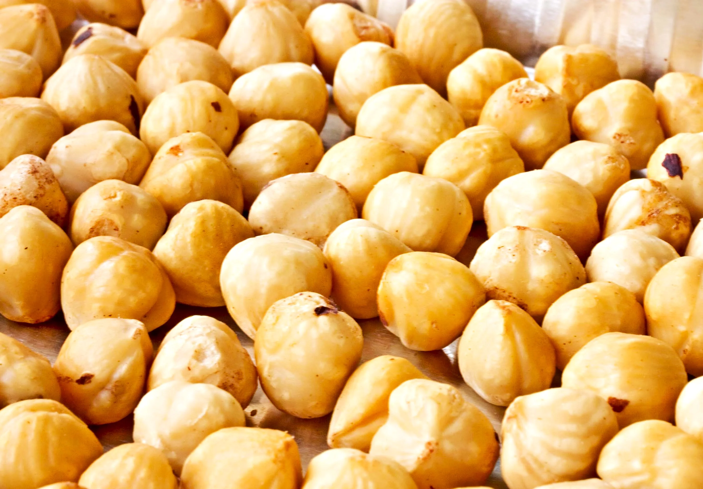 Hazelnut Tree - Image 5