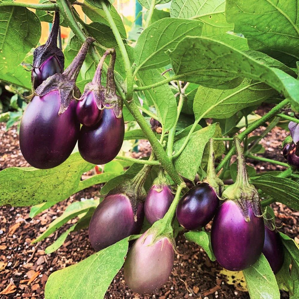 Indian Eggplant - Image 2