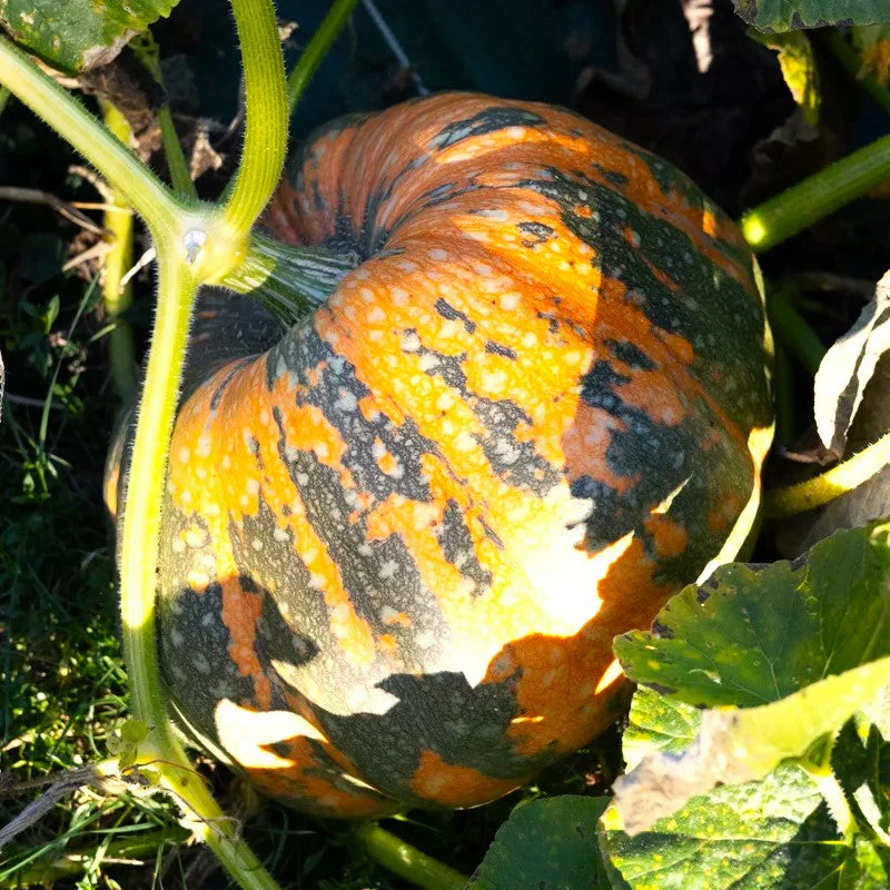 Iran Pumpkin (Persian Pumpkin) - Image 4