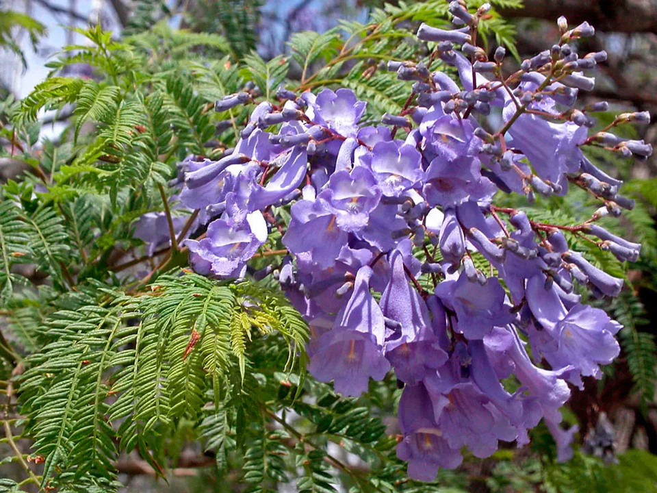 Jacaranda Purple Tree - Image 4