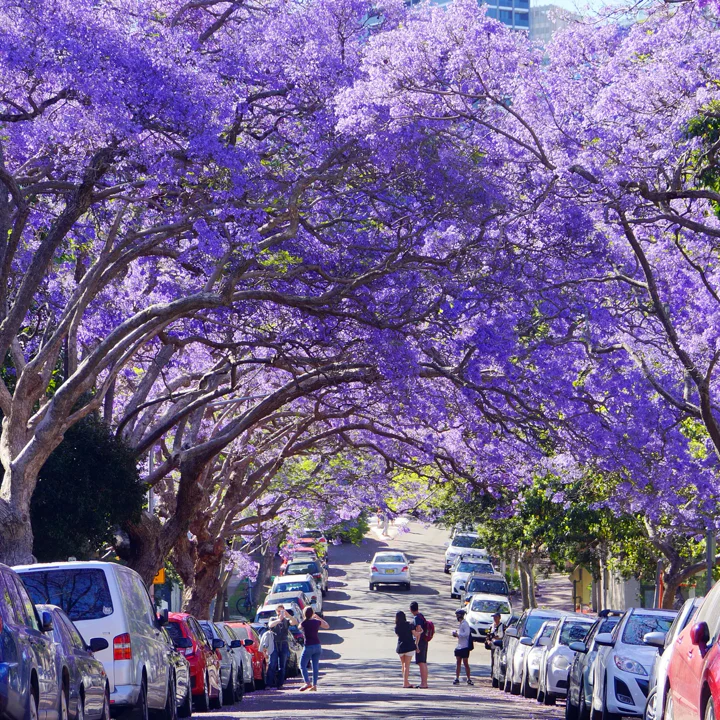 Jacaranda Purple Tree - Image 5