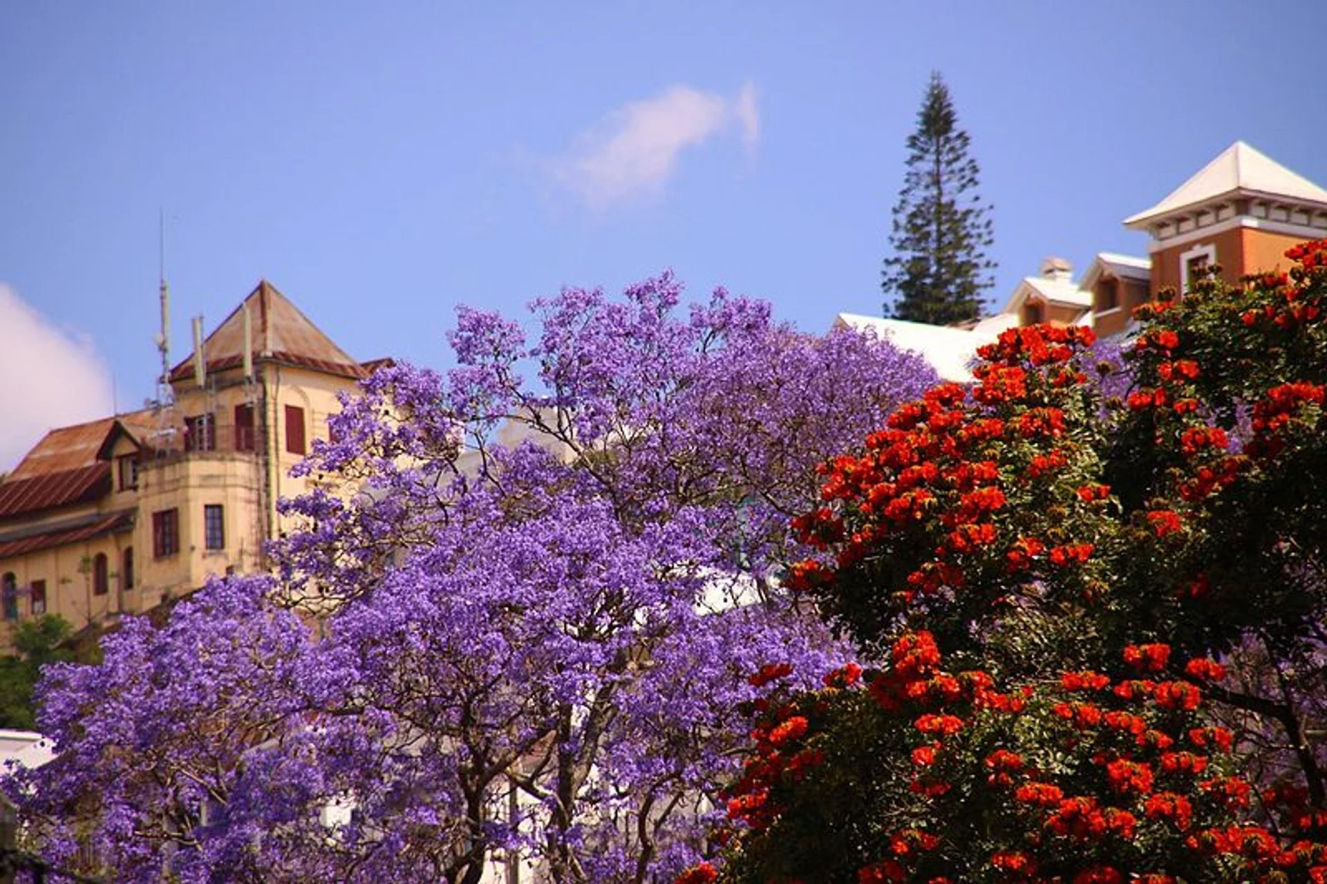 Jacaranda Purple Tree - Image 7