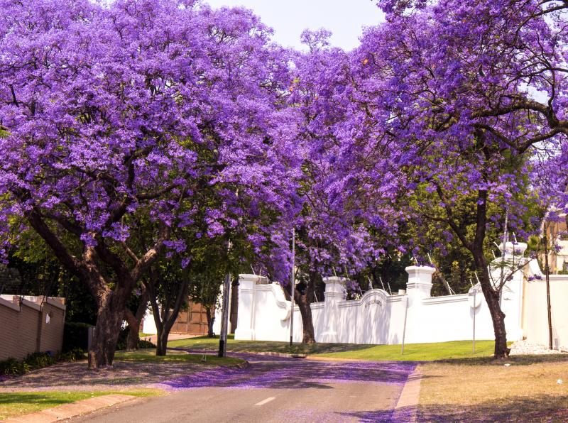 Jacaranda Purple Tree - Image 8