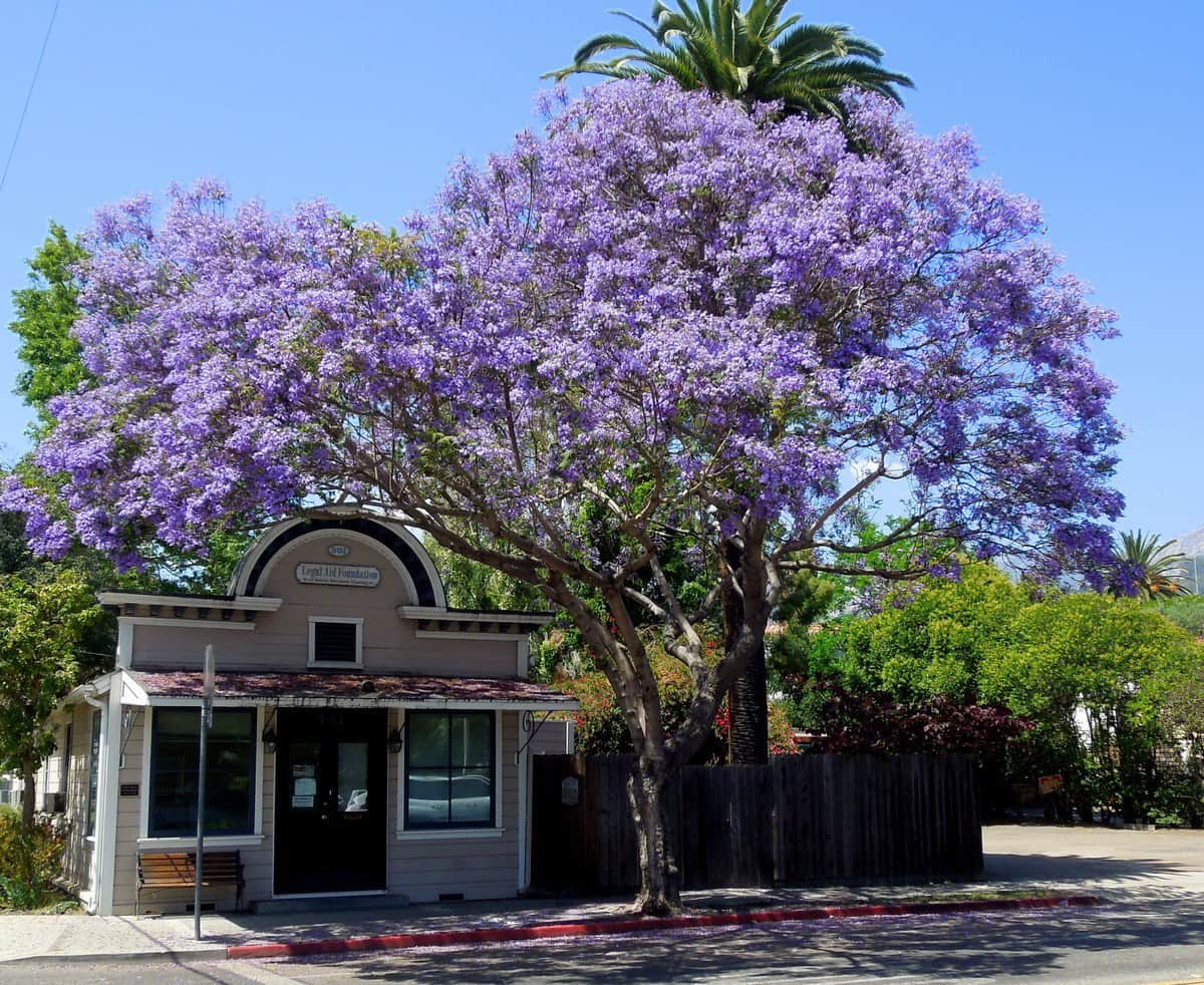 Jacaranda Purple Tree - Image 9