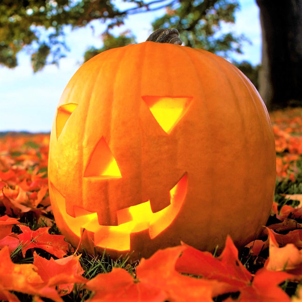 Jack O' Lantern Pumpkin