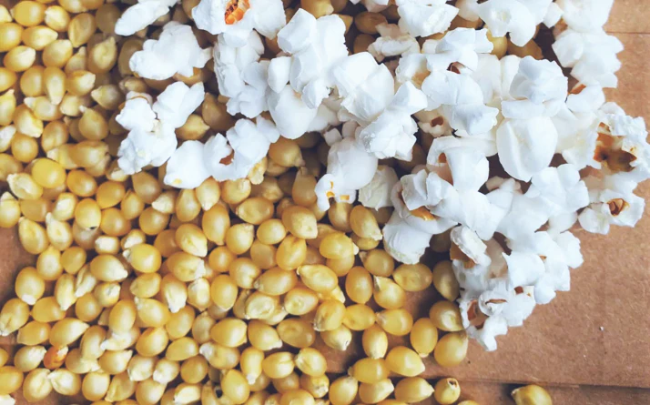 Japanese White Hulless Popcorn Ornamental Corn - Image 8