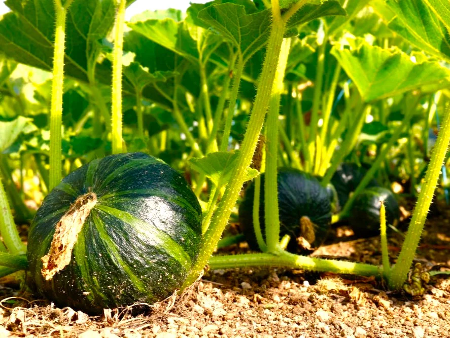 Kabocha Squash - Image 2