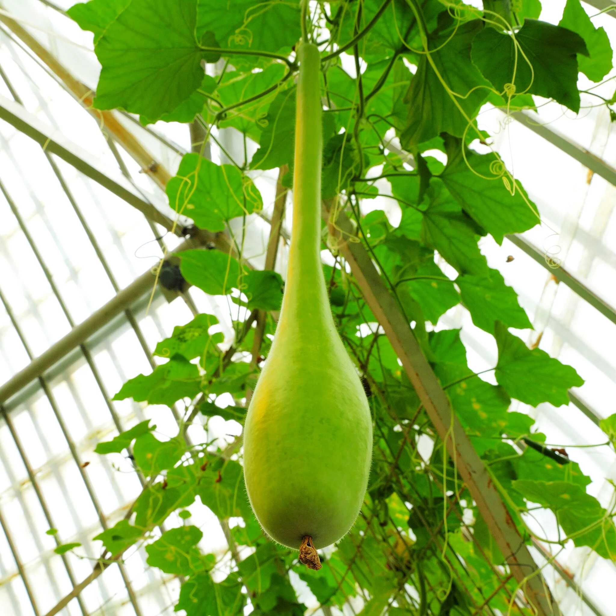 Large Crafting Gourds Mix - Image 4
