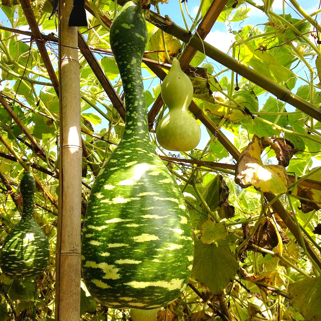 Large Crafting Gourds Mix - Image 5