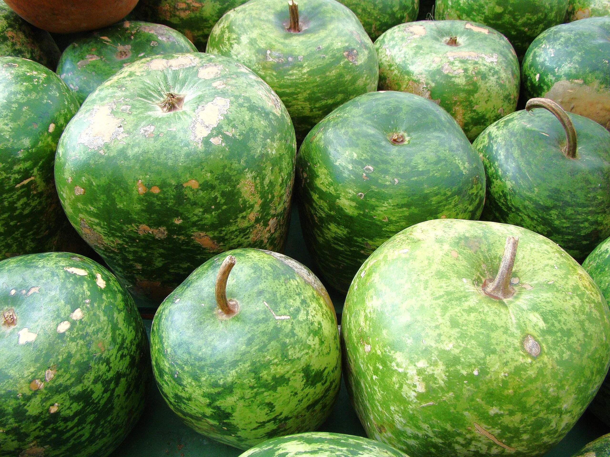 Large Crafting Gourds Mix - Image 8